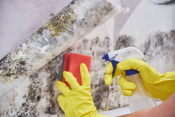 Why You Should Choose Our Mold Remediation Services in North Canton, OH